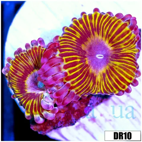 ASD Tiger Strat Zoas