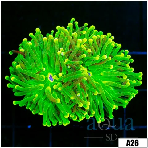 ASD Toxic Torch