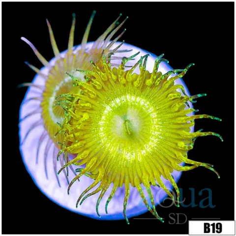 ASD Yellow Glitterbomb Paly