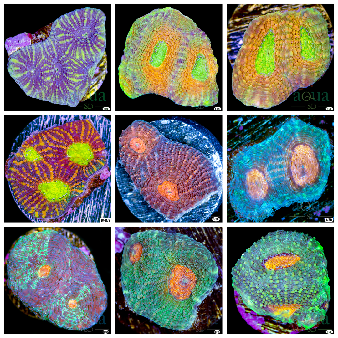 Assorted Acan Enchinata - Multiples Available