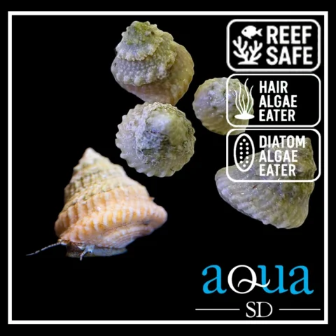Astrea Snail; Atl - Lithopoma tectum