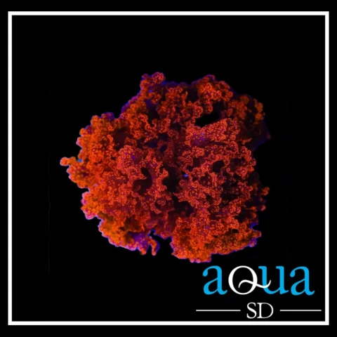 Atomic Broccoli Macroalgae (Golf Ball Size)