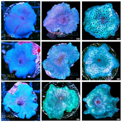 Aussie Blue Man Discosoma - Multiples Available