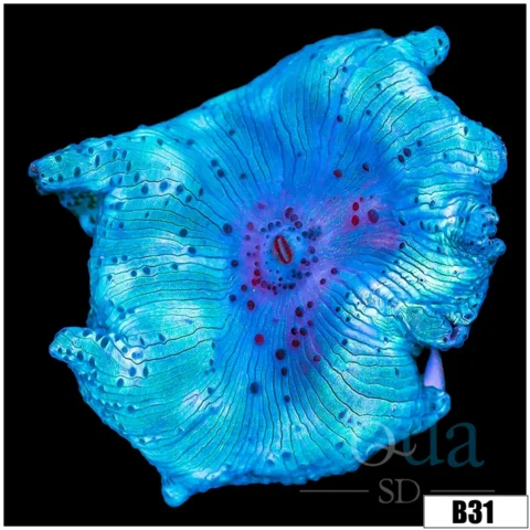 Aussie Blue Man Discosoma Mushroom