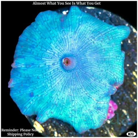 Aussie Blue Mans Discosoma Mushroom Multiples Available