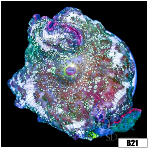 Aussie Camo Discosoma Mushroom