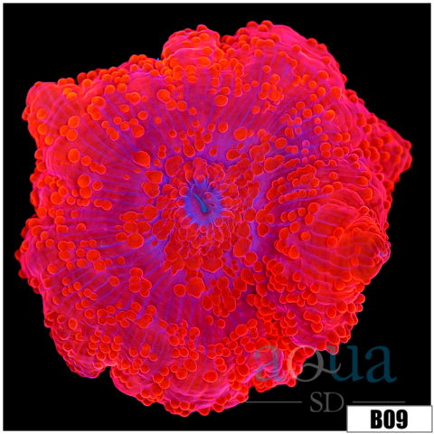 Aussie Deadpool Discosoma Mushroom