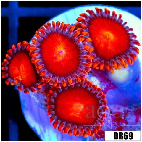 Aussie Deadpool Zoas