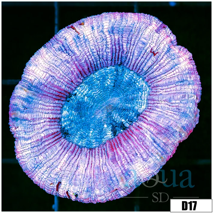 Aussie Lavender Trachy - Image 2