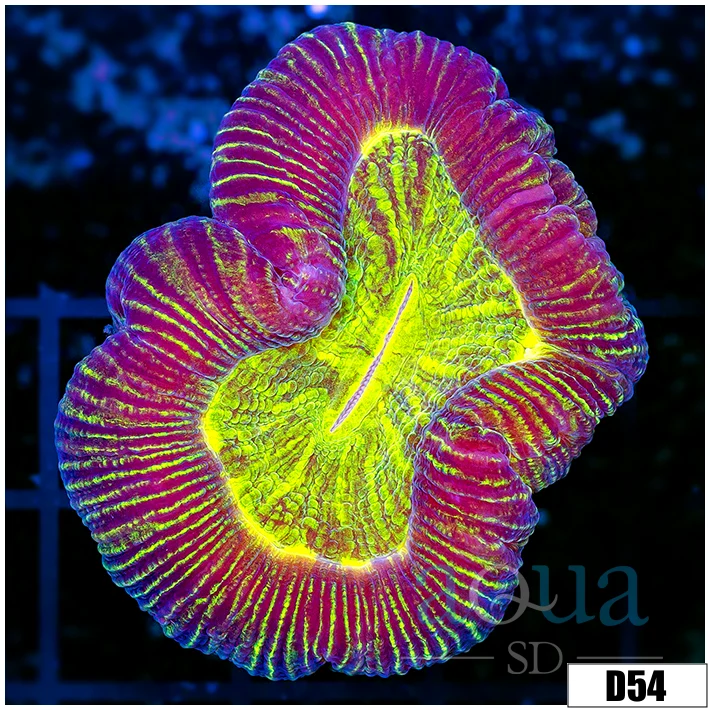 Aussie Metallic Trachy - Image 2