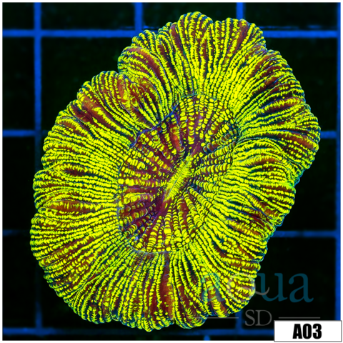 Aussie Neon Metallic Trachy