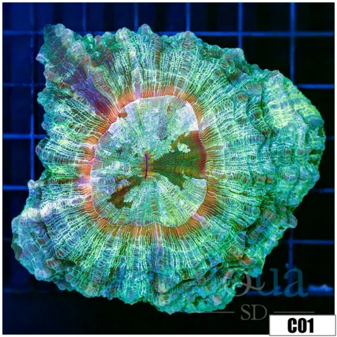 Aussie Nuclear Acantho