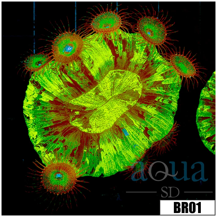 Aussie Nuclear Splatter Trachy - Image 2