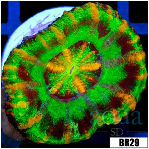Aussie Nuclear Tiger Striped Button Scoly