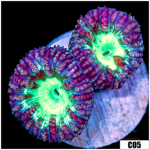 Aussie Purple Rim Blasto Wellsi
