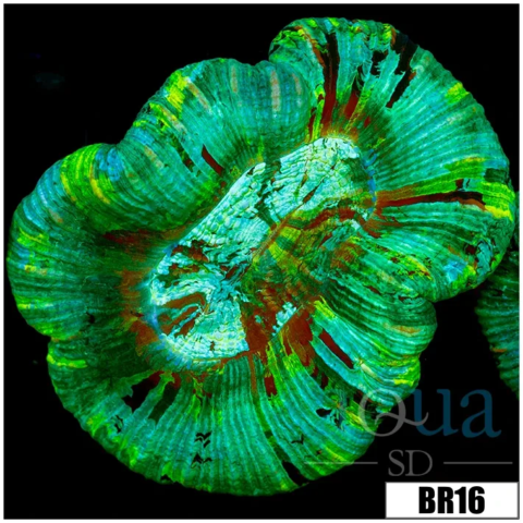 Aussie Teal Splatter Trachy