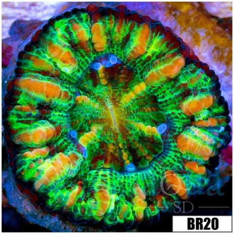 Aussie Tiger Striped Button Scoly