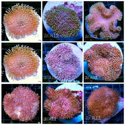 Aussie Toadstool Leather - Multiples Available