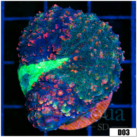 Aussie Ultra Symphyllia Frag