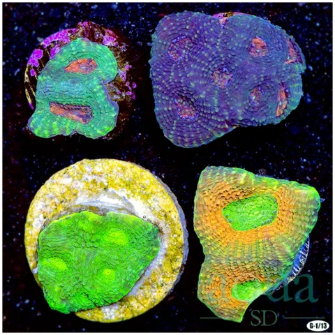 AWYSIWYG Ultra Acan Enchinata 4 Pack