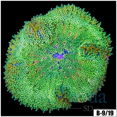 Baby Mertensii Carpet Anemone