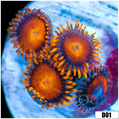 Bam Bam Zoas
