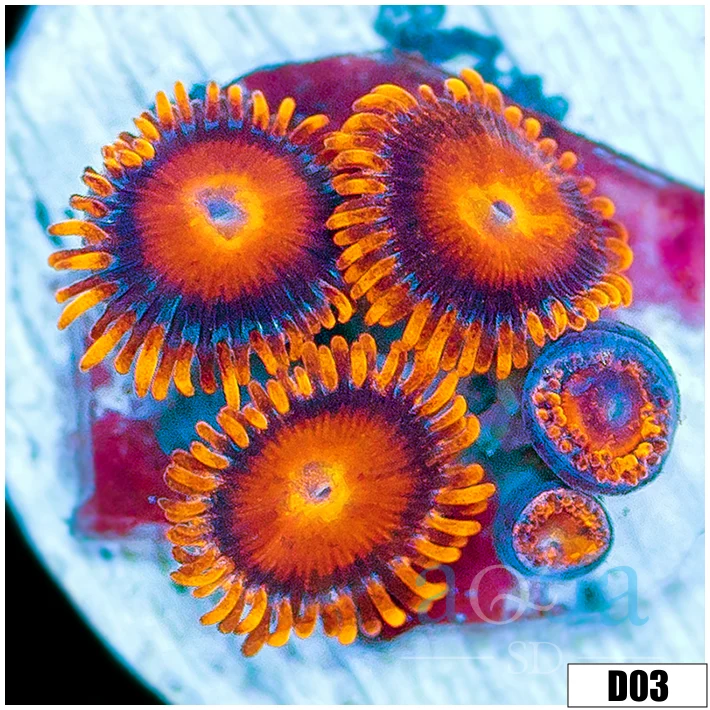 Bam Bam Zoas - Image 2