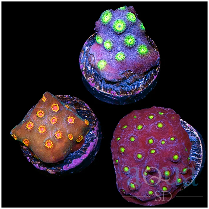 Beginners Cyphastrea Super Trio Pack - Multiples Available