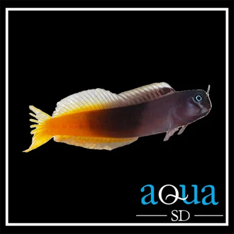 Bicolor Blenny; Male - Ecsenius bicolor