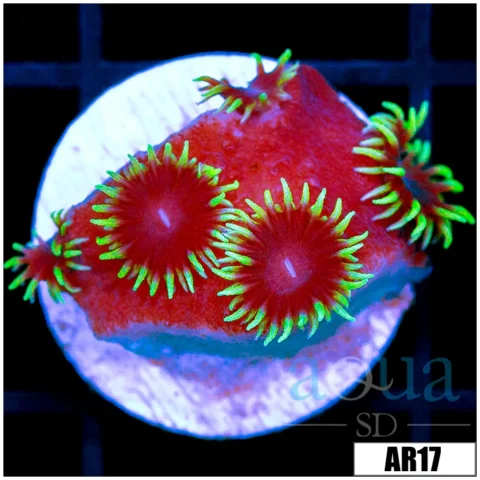 Black Turbinaria