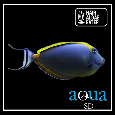 Blonde Naso Tang; Male - Naso elegans