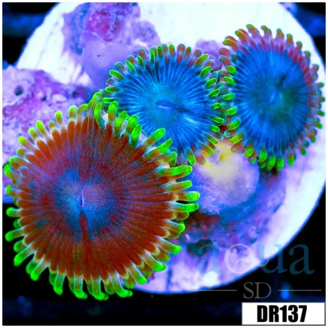 Blue Sinatra Zoanthids