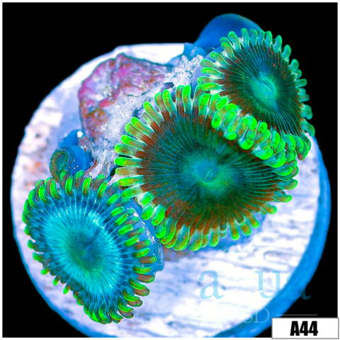 Blue Sinatra Zoas
