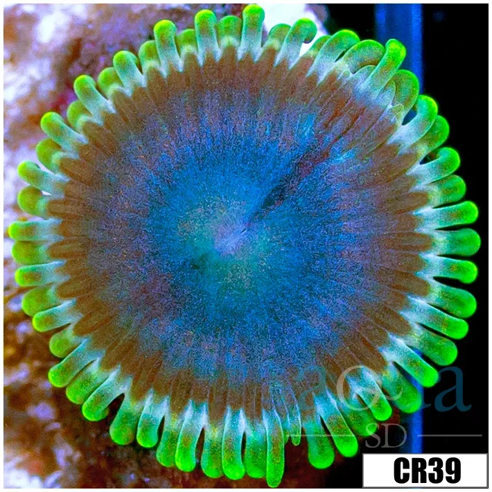 Blue Sinatra Zoas