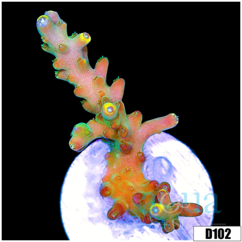 Bonsai Tort Acropora