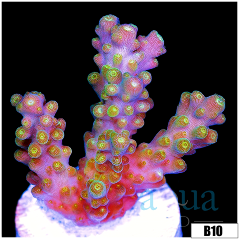 Candlelight Tort Acropora