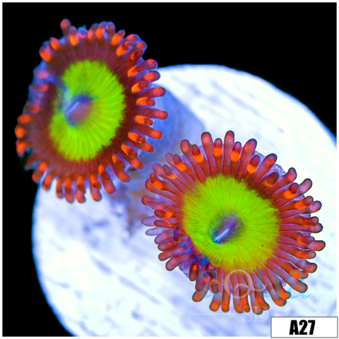 Candy Apple Zoas