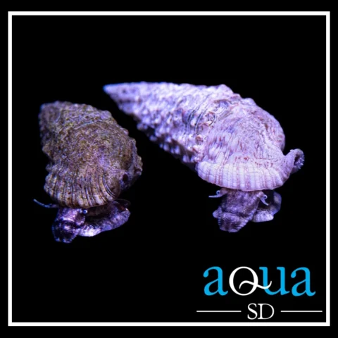 Cerith Snail; Cerith sp.