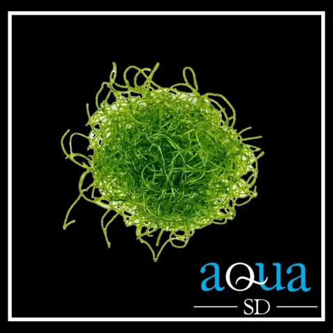 Chaetomorpha Macro Algae (Golf Ball Size)