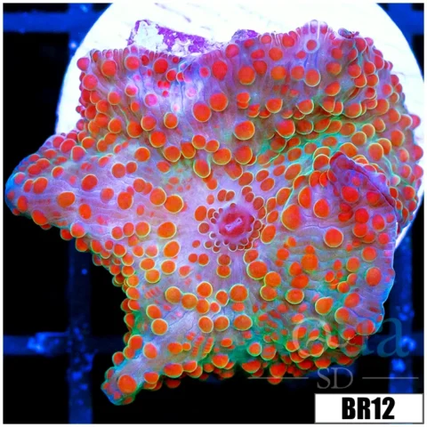 Chicken Pox Discosoma Mushroom