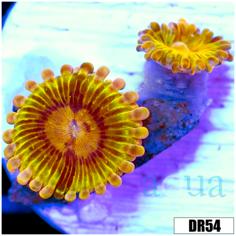 Chiquita Zoanthids