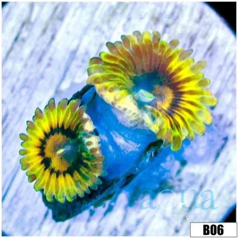 Chiquita Zoas