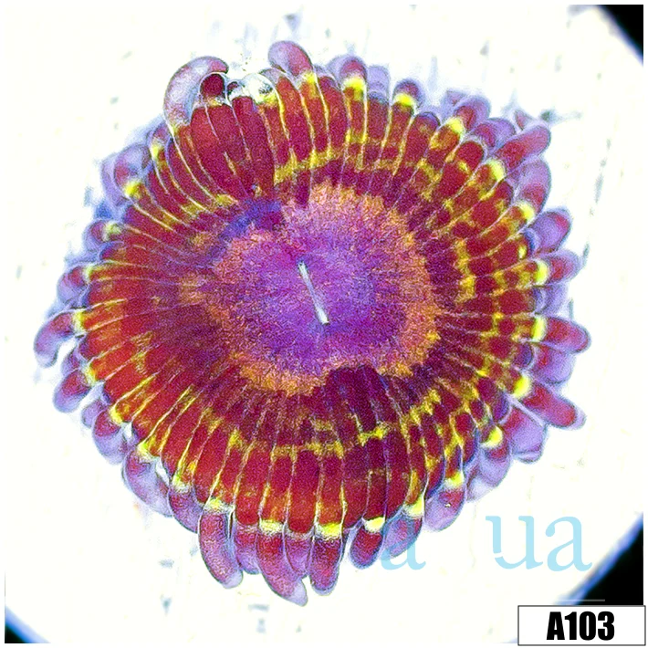 Chiquita Zoas