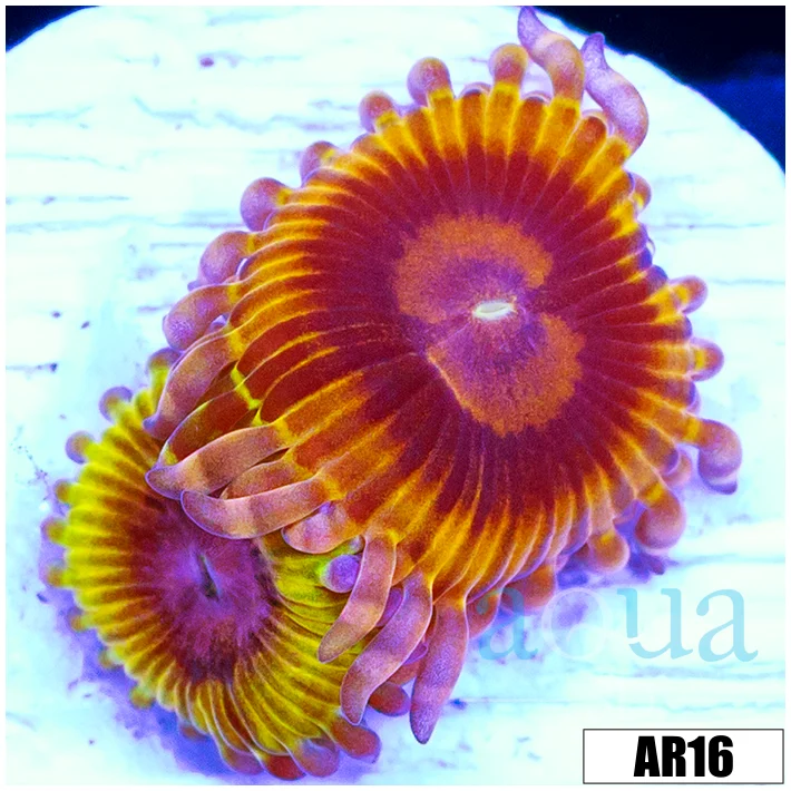 Chiquita Zoas - Image 2