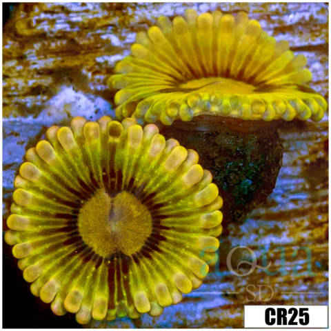 Chiquita Zoas