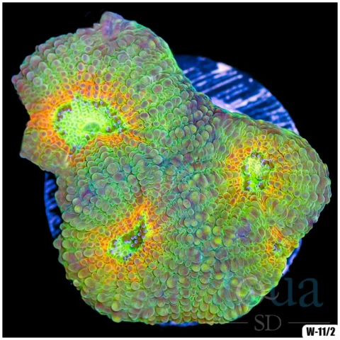 Citrus Acan Enchinata Multiples Available