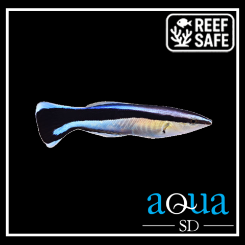 Cleaner Wrasse - Labroides dimidiatus