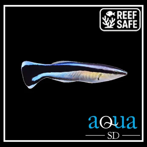 Cleaner Wrasse - Labroides dimidiatus