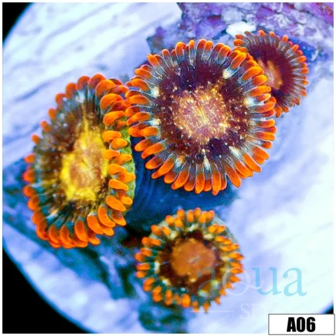 Crimson Galaxy Zoas