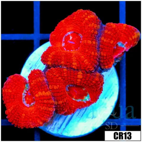 Crimson Peppermint Acan Lord
